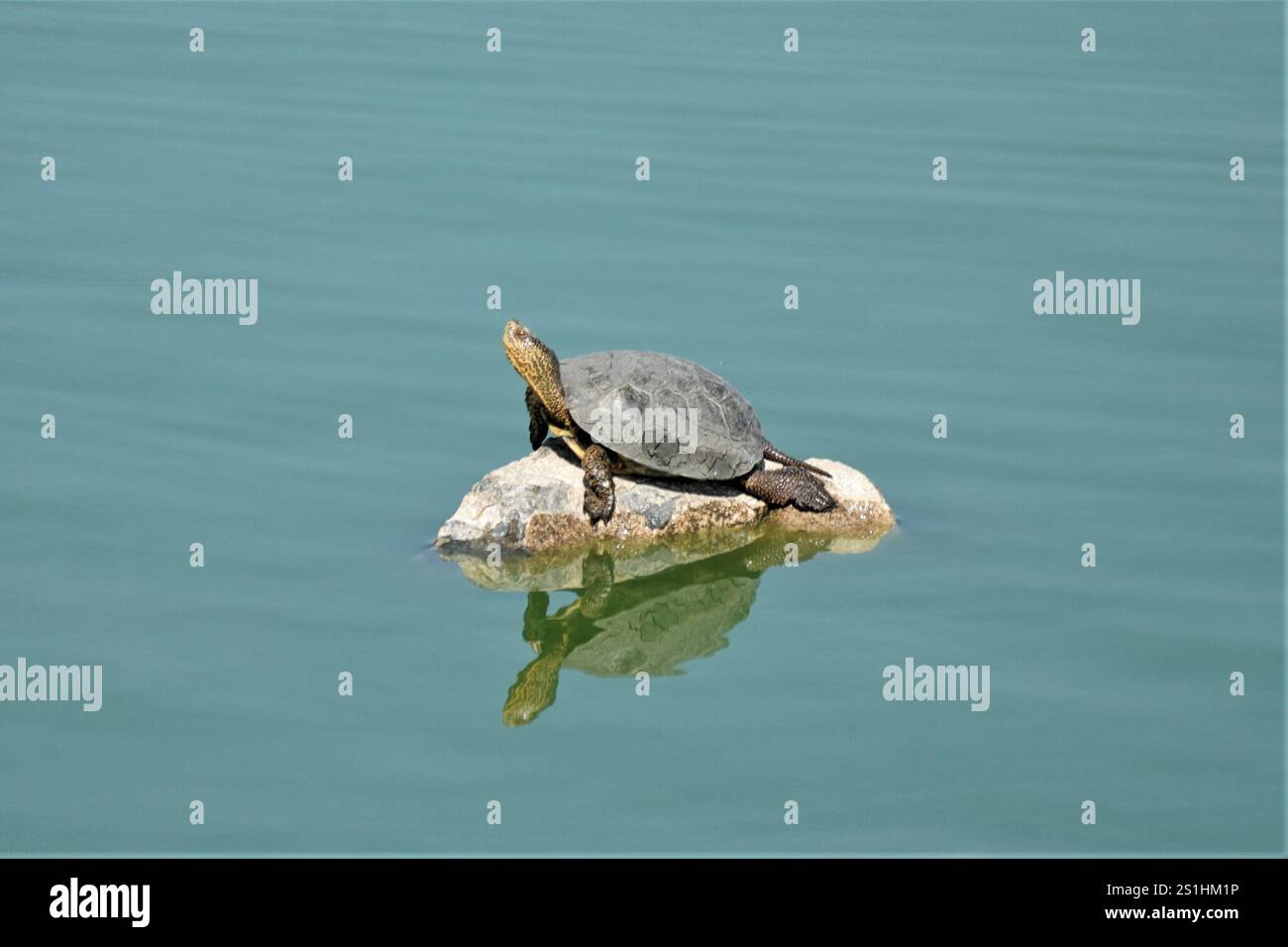 Tartaruga del laghetto occidentale (Actinemys marmorata) Foto Stock