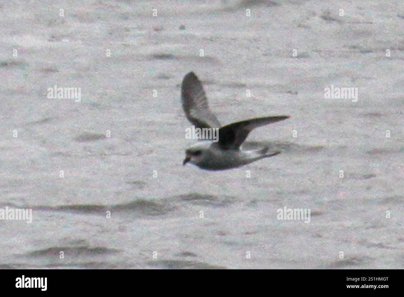 Storm-Petrel con coda a forcella (idrobati furcatus) Foto Stock