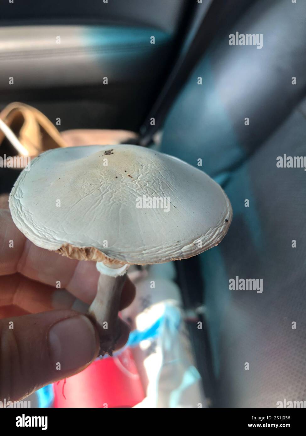 Angelo distruttivo nordamericano orientale (Amanita bisporigera) Foto Stock