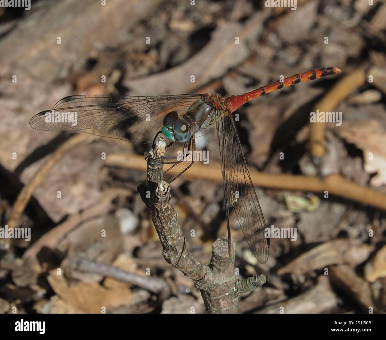 Meadowhawk dalla faccia blu (Sympetrum ambiguum) Foto Stock