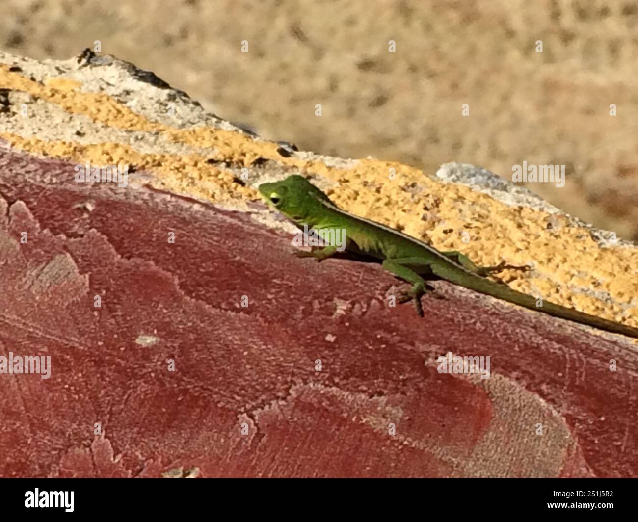 Anolo verde cubano (Anolis porcatus) Foto Stock