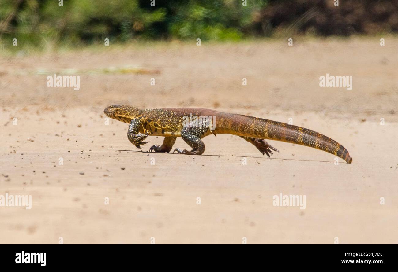 Il varano del Nilo (Varanus niloticus) è un grande membro della famiglia dei varani (Varanidae) che si trova in gran parte dell'Africa sub-sahariana e lungo il Nil Foto Stock