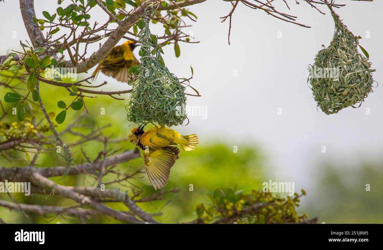 Il tessitore mascherato meridionale (Ploceus velatus), o tessitore mascherato africano, è una specie di uccelli riproduttori residenti comune in tutta l'Africa meridionale. Foto Stock