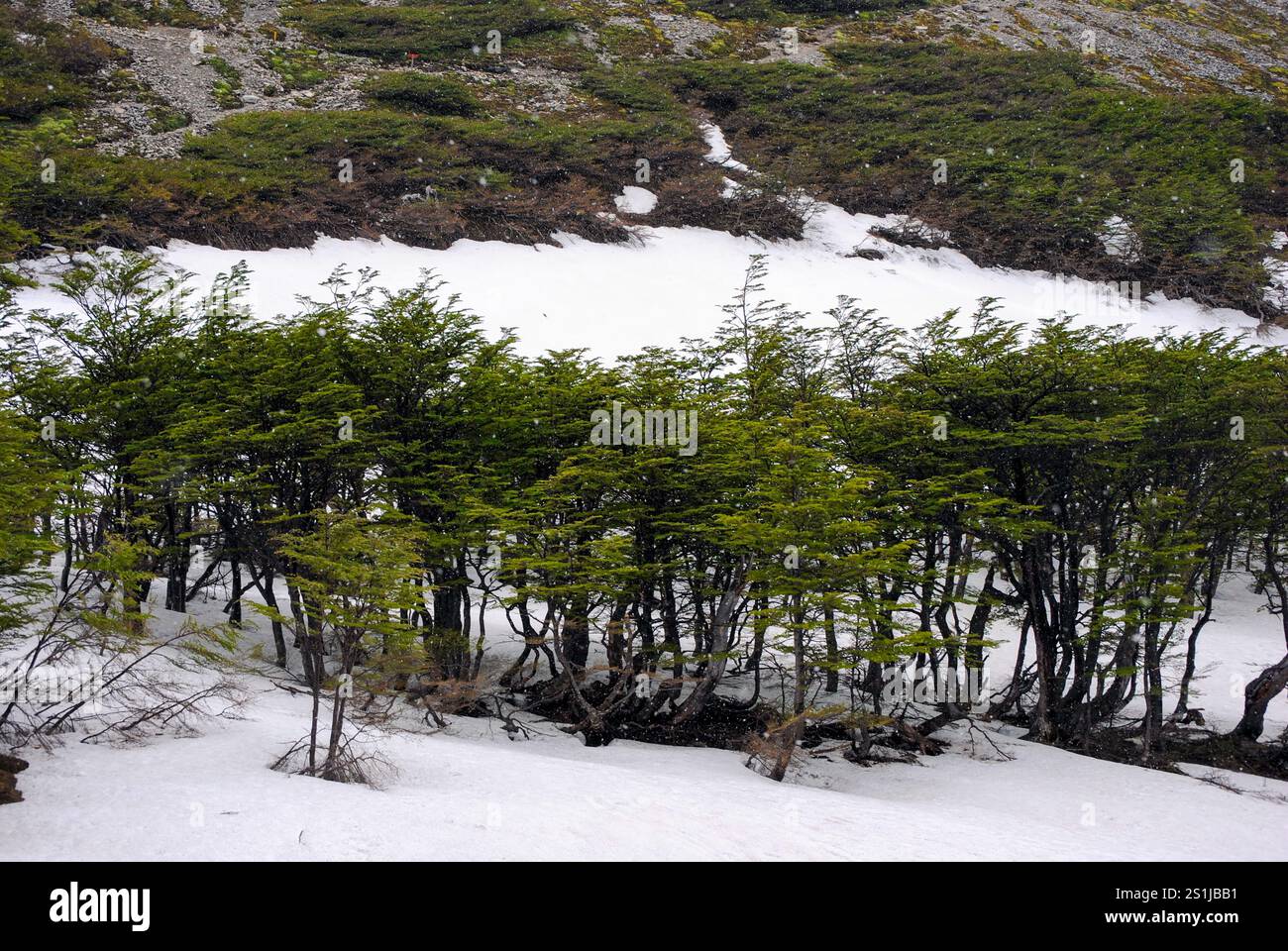 Paesaggio innevato con lenga (Nothofagus pumilio) al Glaciar Martial, Ushuaia Foto Stock