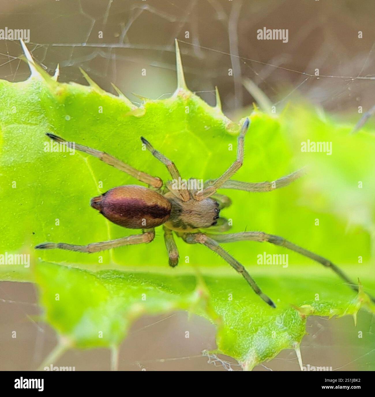 Ragno da caccia a due artigli (Cheiracanthium erraticum) Foto Stock