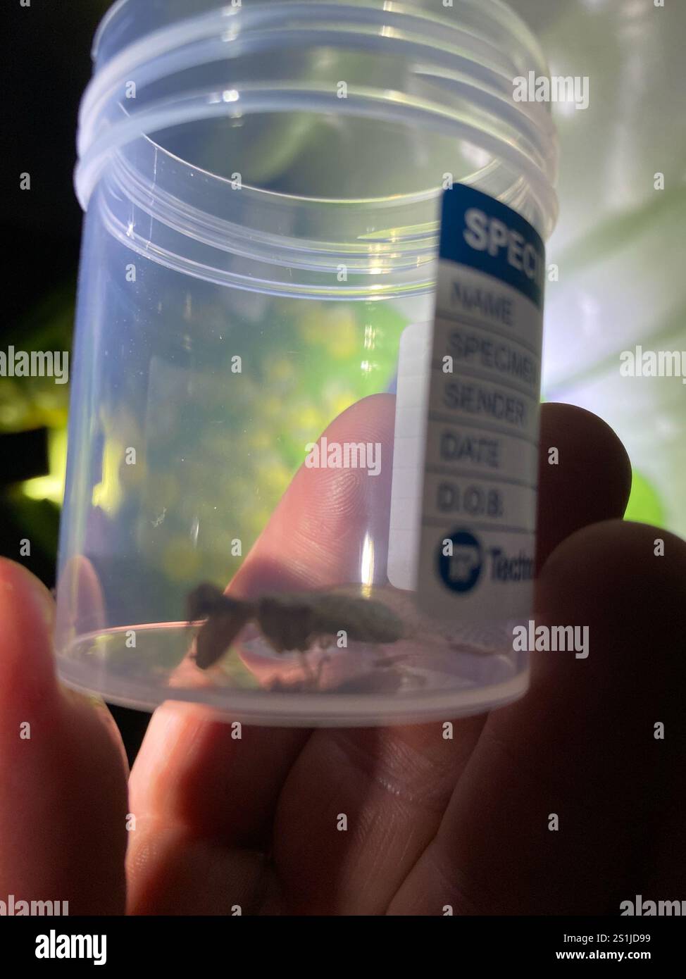 Mantis Lacewing (Ditaxis biseriata) Foto Stock