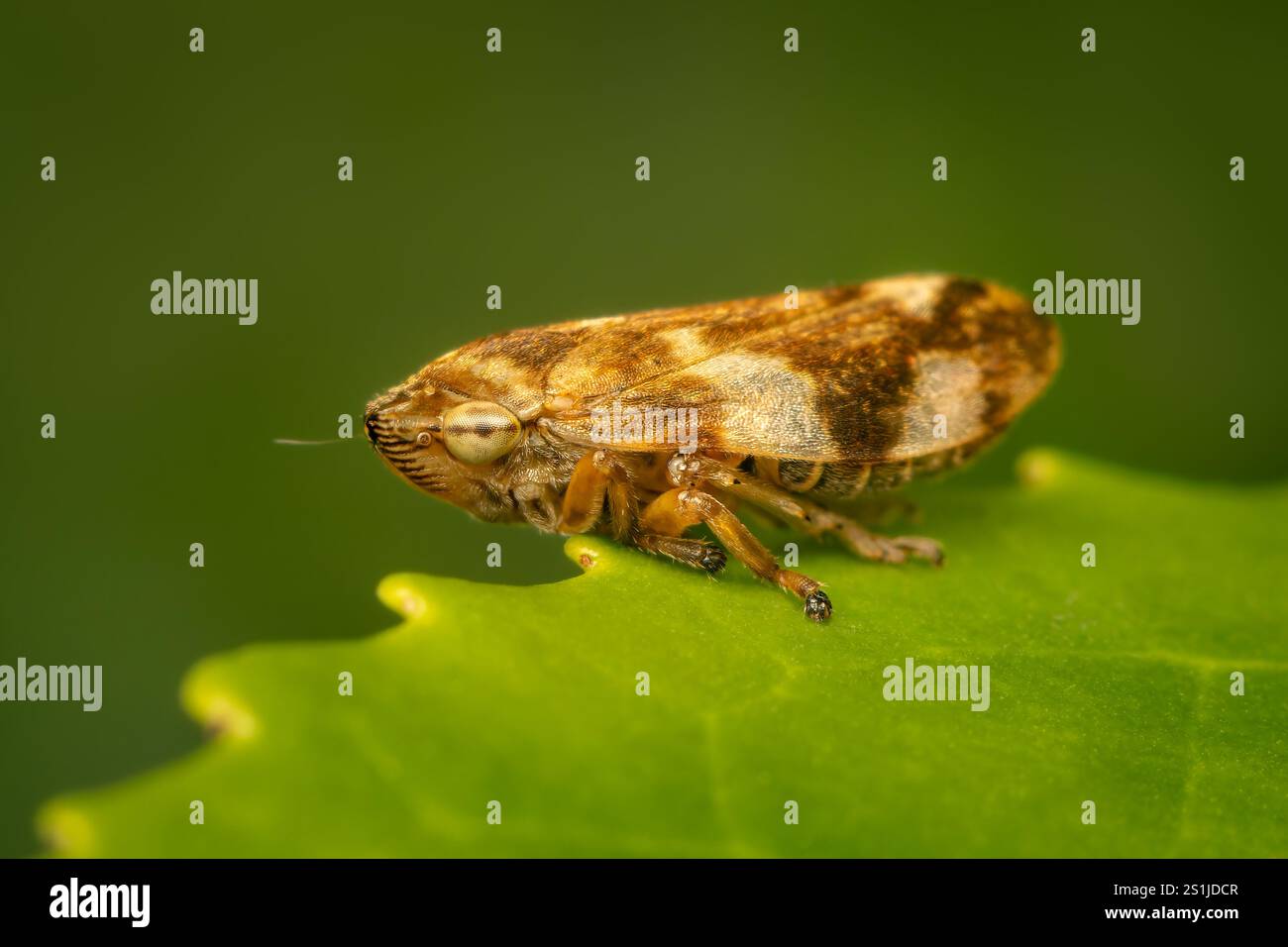 Philaenus spumarius froghopper su foglia verde con sfondo sfocato Foto Stock