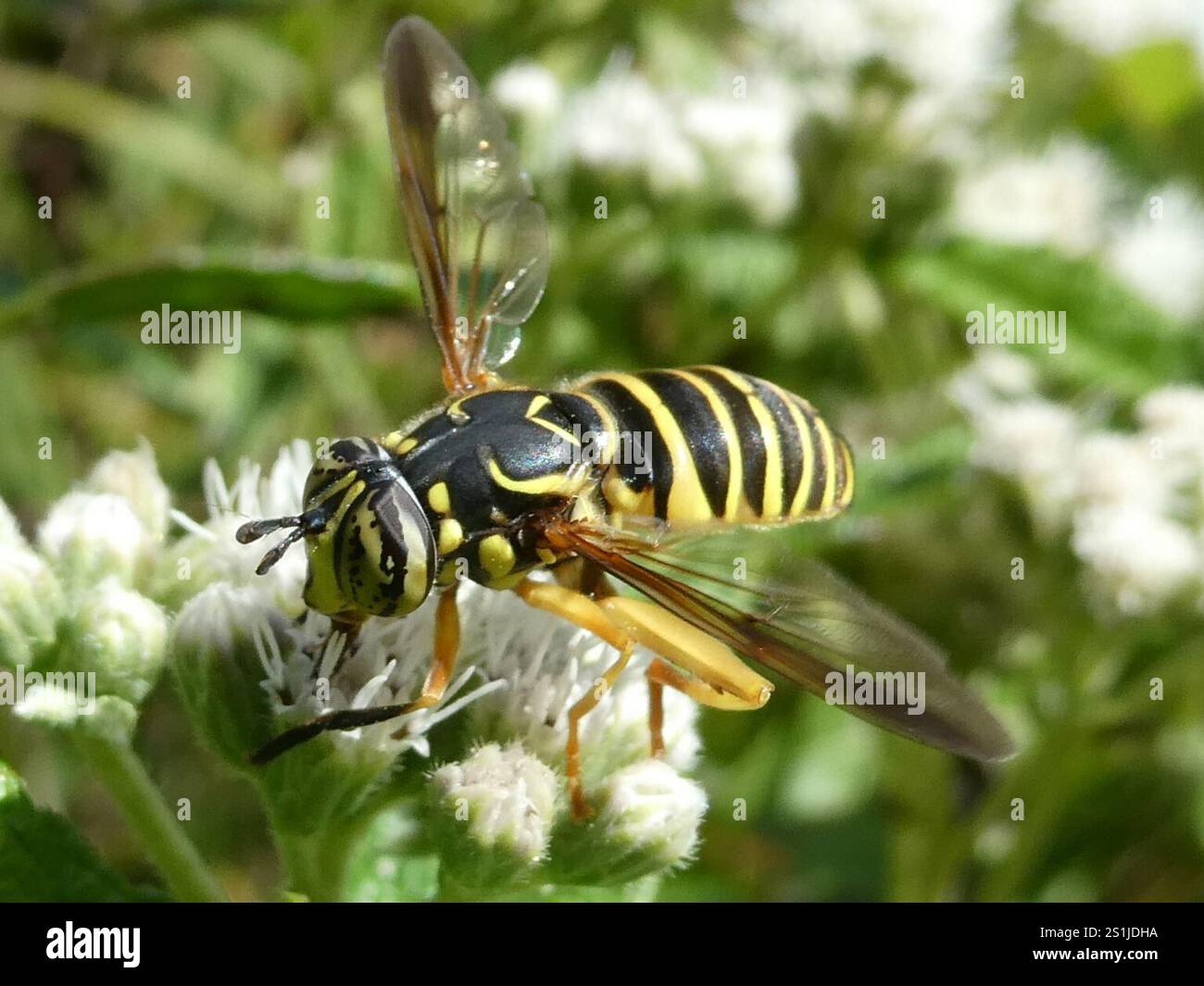 Volo sul calabrone orientale (Spilomyia longicornis) Foto Stock