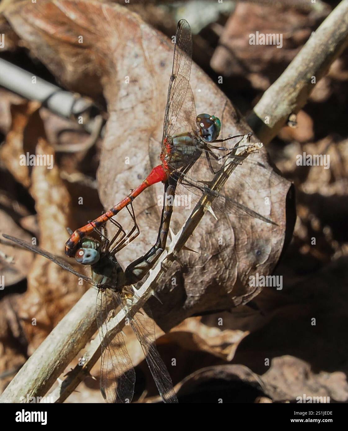 Meadowhawk dalla faccia blu (Sympetrum ambiguum) Foto Stock