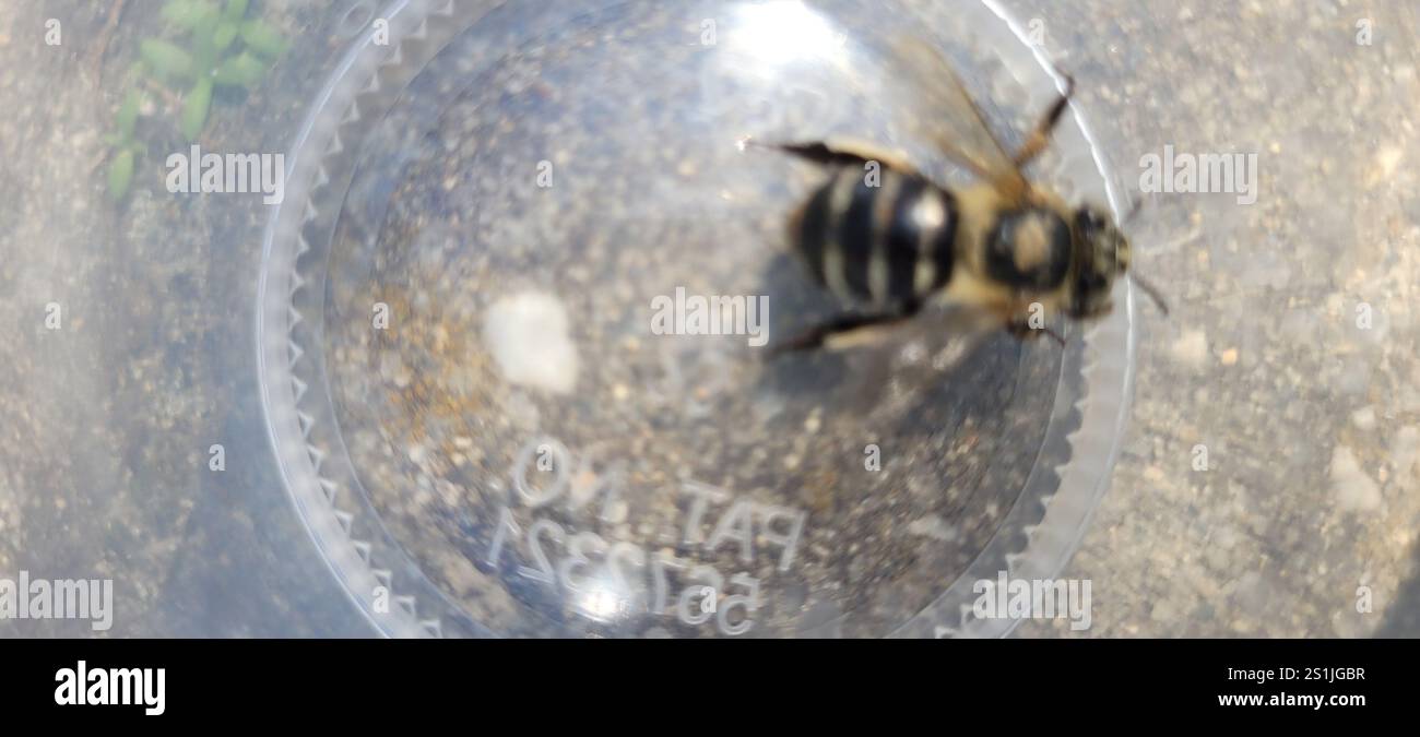 Ape da scarificatore a quattro strisce (Amegilla quadrifasciata) Foto Stock