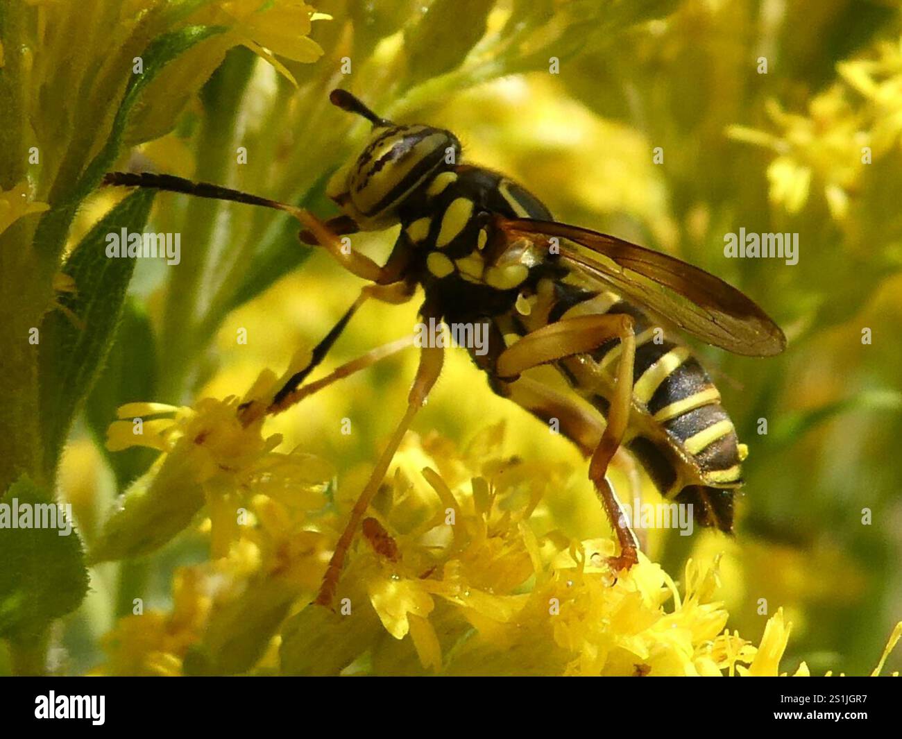 Volo sul calabrone orientale (Spilomyia longicornis) Foto Stock