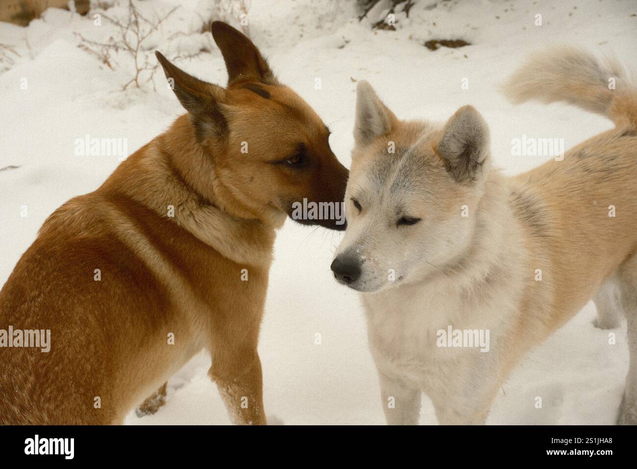 Un cane da pastore tedesco sta sniffando un cane Shiba Inu sulla neve durante l'inverno Foto Stock