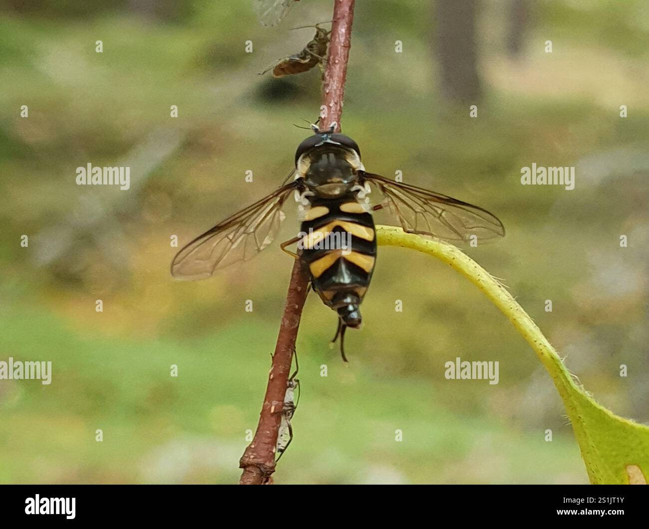 (Didea fasciata) Foto Stock