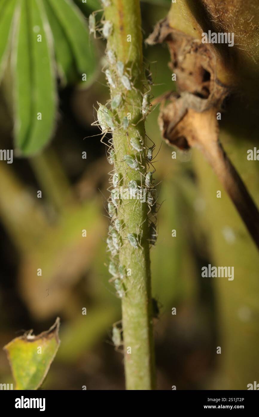 Lupine Aphid (Macrosiphum albifrons) Foto Stock