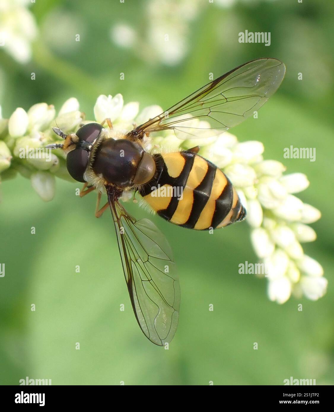 (Didea fasciata) Foto Stock
