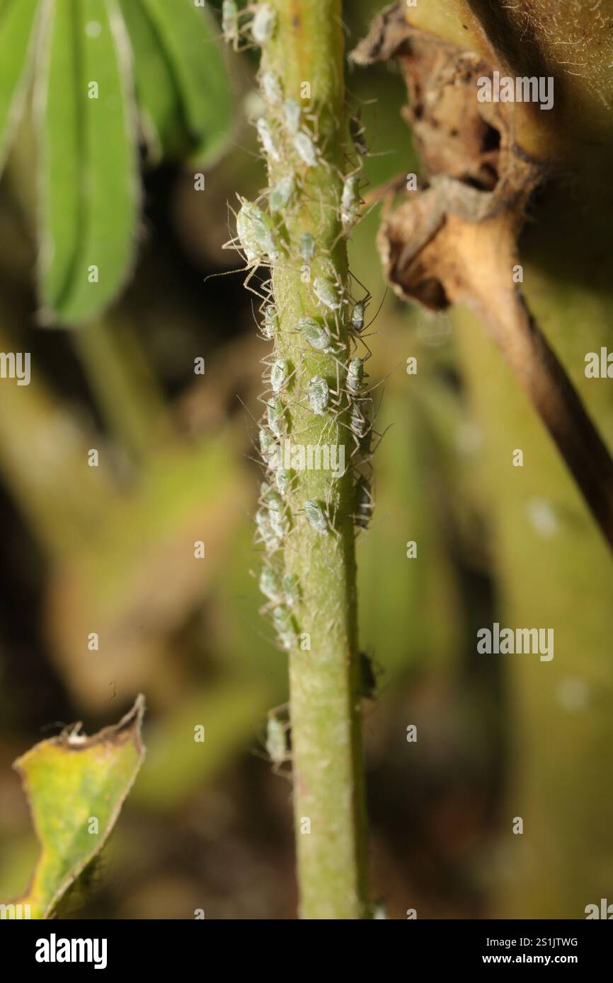 Lupine Aphid (Macrosiphum albifrons) Foto Stock