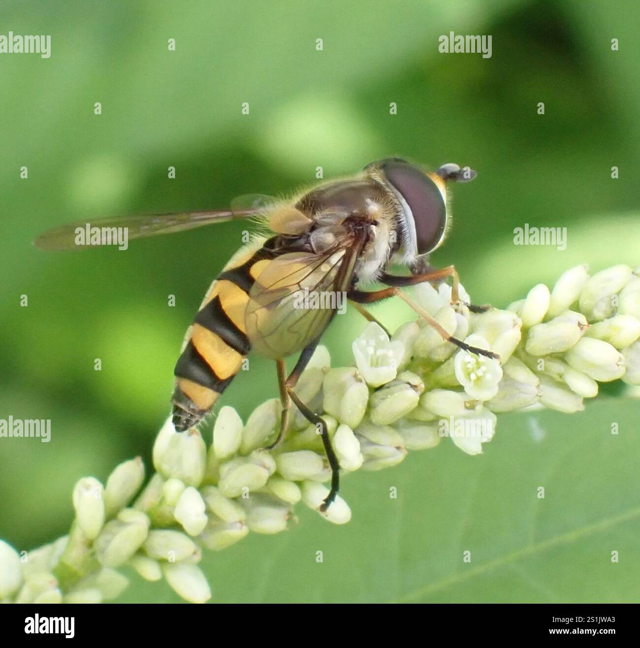 (Didea fasciata) Foto Stock