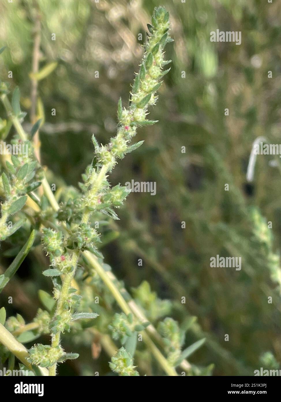 Fivehorn smotherweed (Bassia hyssopifolia) Foto Stock