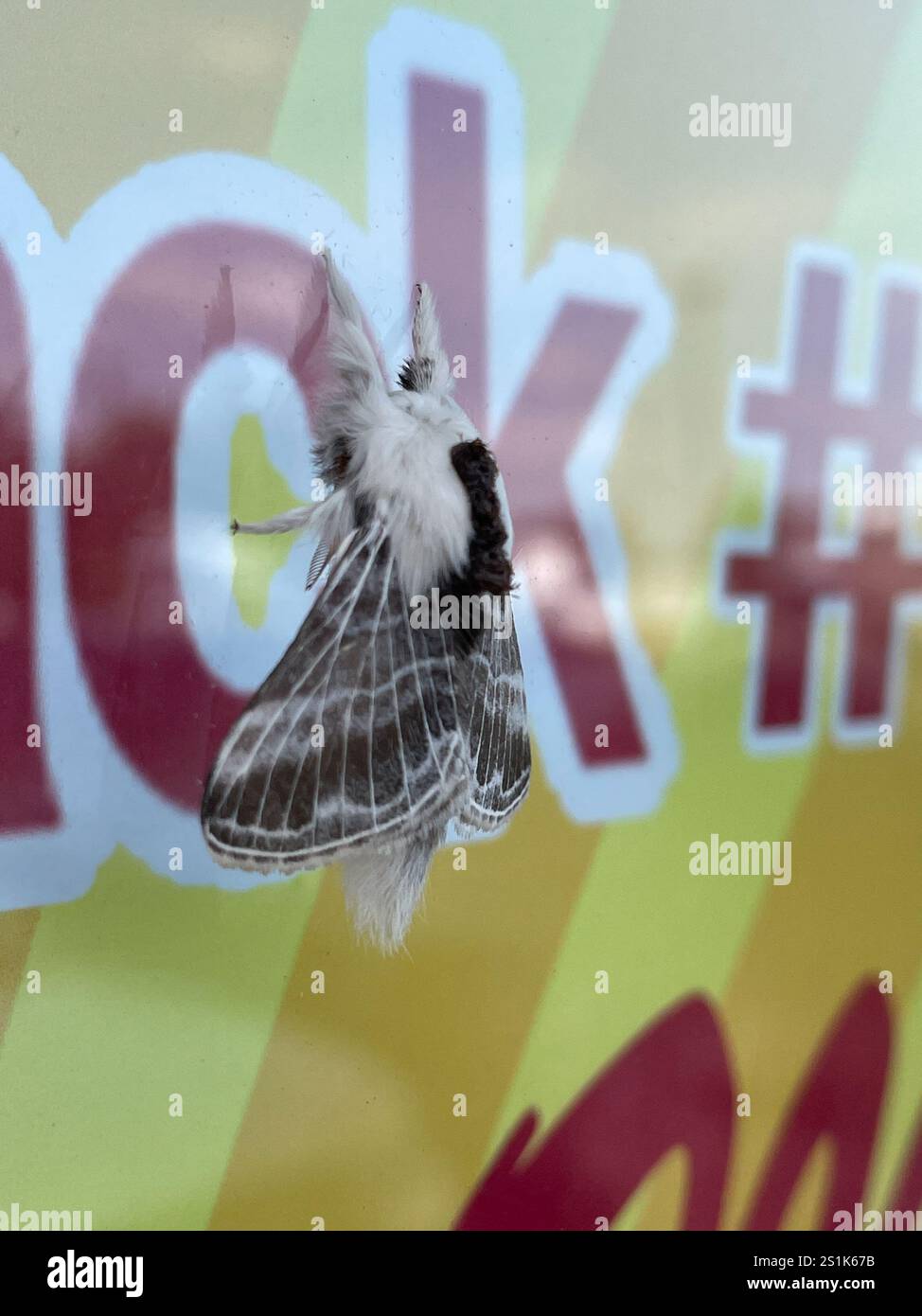 Tolype Moth grande (Tolype velleda) Foto Stock