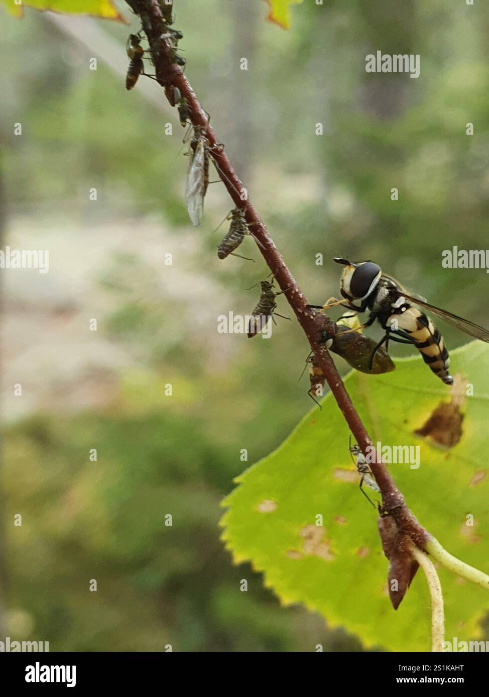 (Didea fasciata) Foto Stock