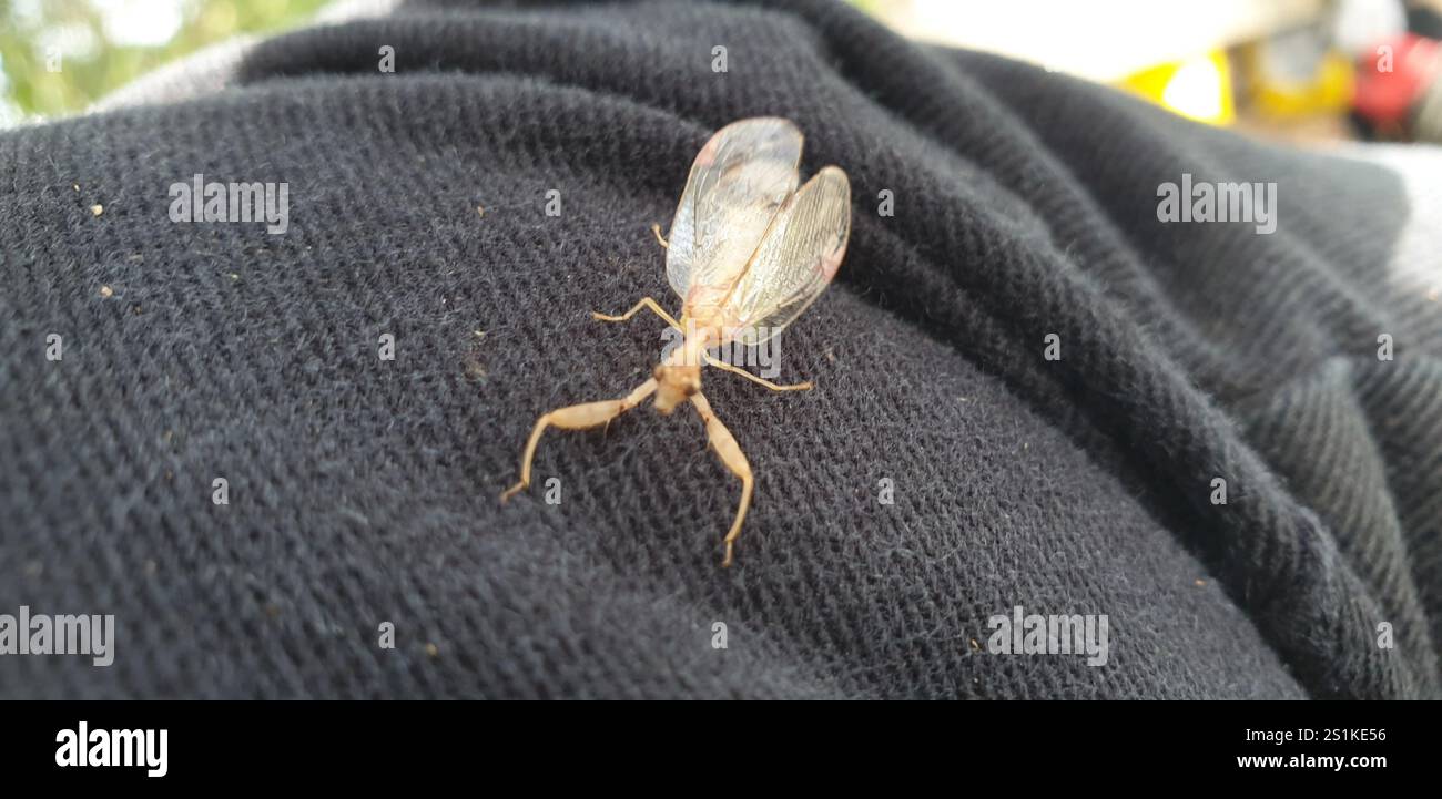 Mantis Lacewing (Ditaxis biseriata) Foto Stock