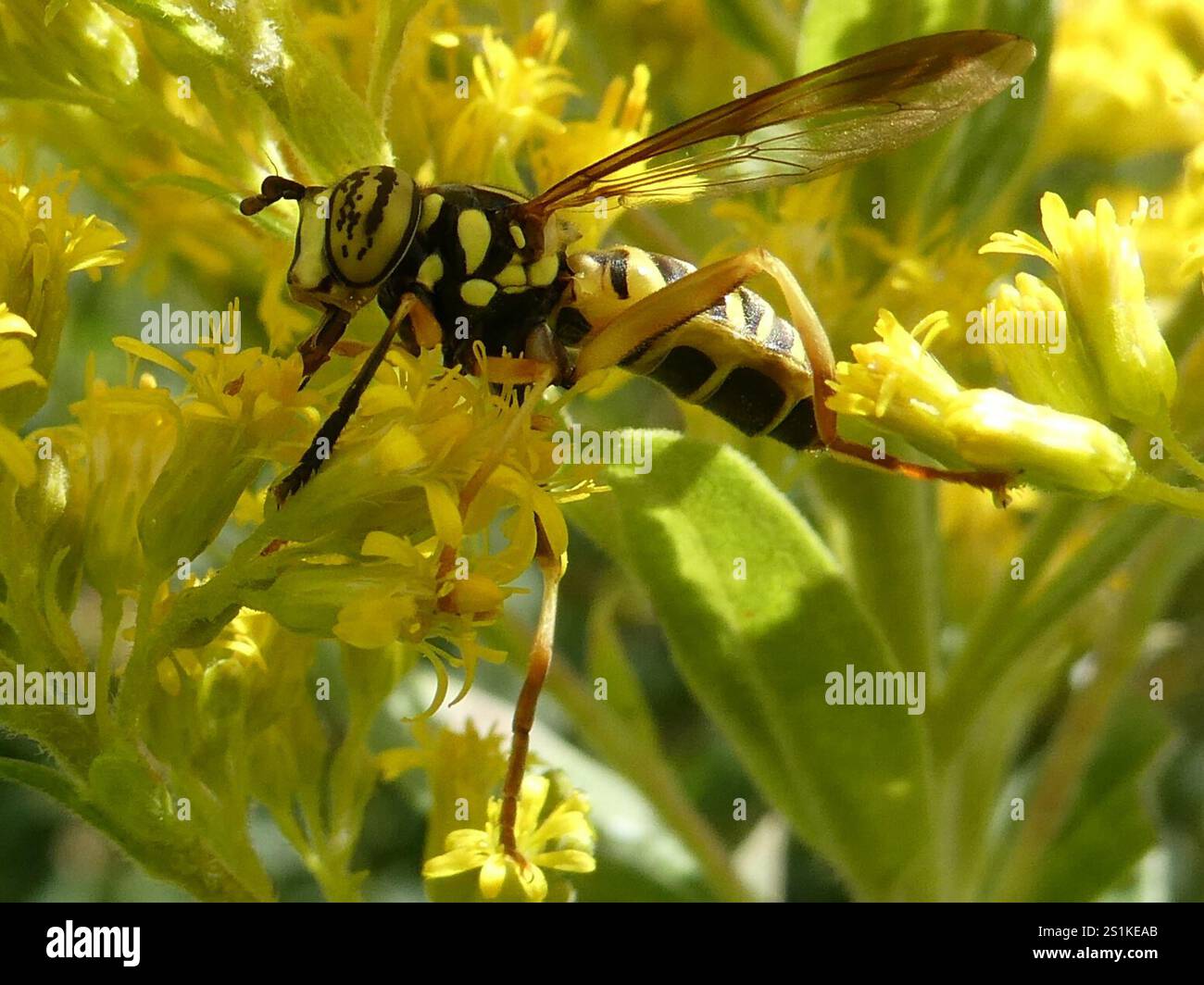 Volo sul calabrone orientale (Spilomyia longicornis) Foto Stock