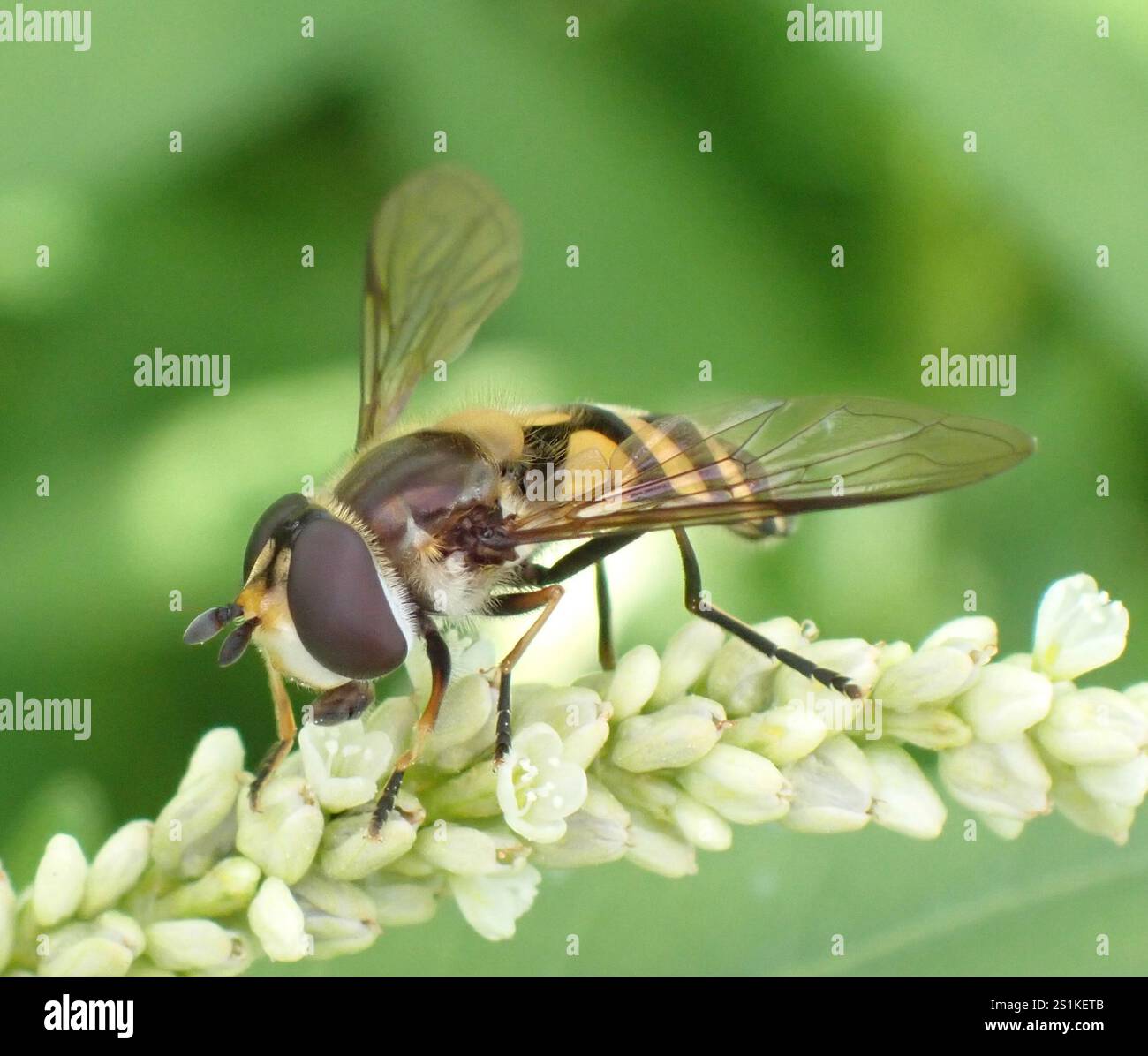 (Didea fasciata) Foto Stock