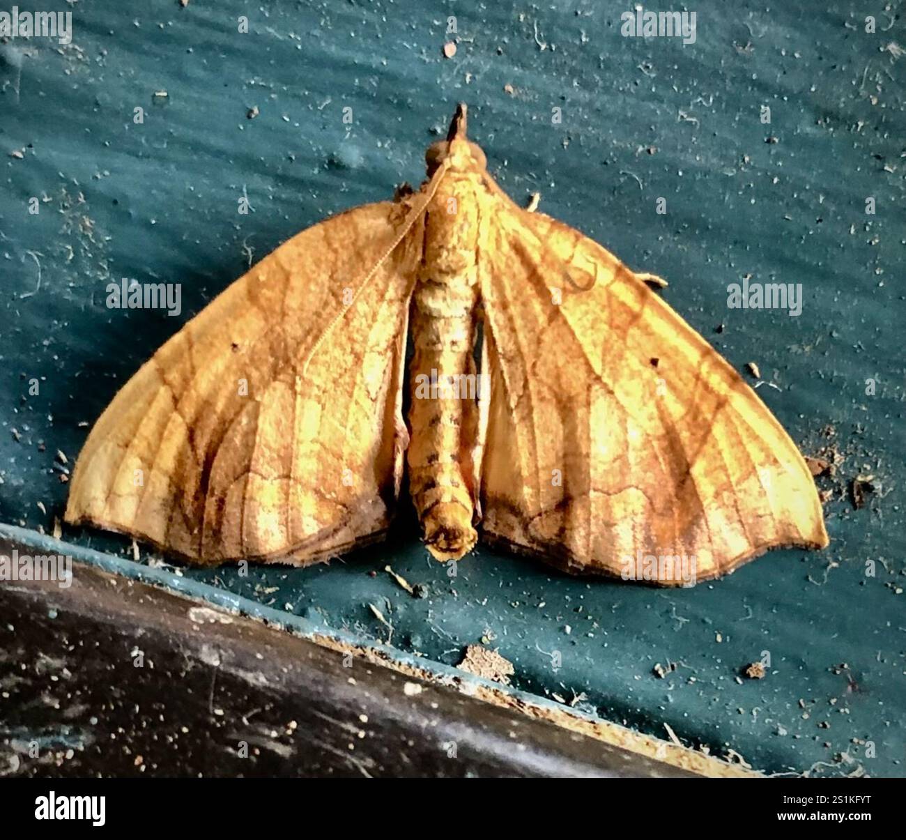 Goto di loper della grande vite (Eulithis gracilineata) Foto Stock