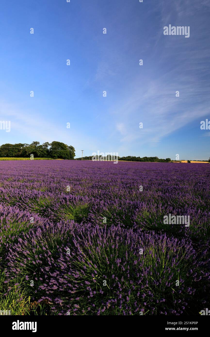 Vista estiva dei campi di lavanda al villaggio di Heacham, North Norfolk, Inghilterra, Regno Unito Foto Stock