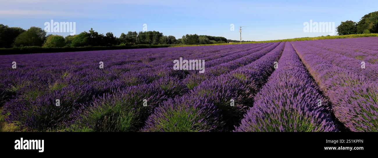 Vista estiva dei campi di lavanda al villaggio di Heacham, North Norfolk, Inghilterra, Regno Unito Foto Stock