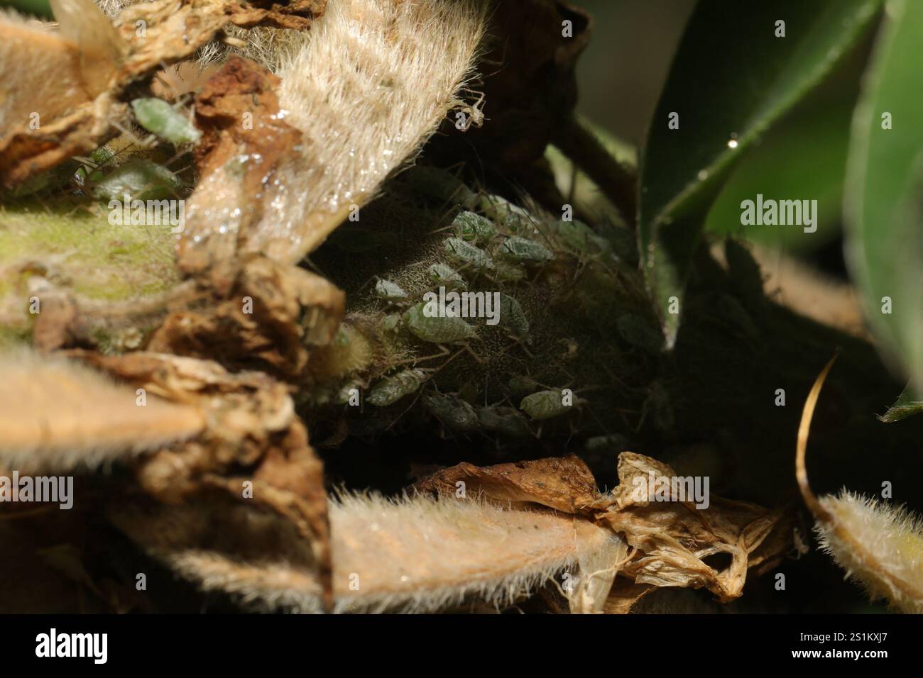 Lupine Aphid (Macrosiphum albifrons) Foto Stock