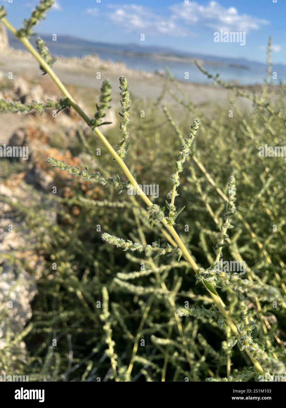Fivehorn smotherweed (Bassia hyssopifolia) Foto Stock