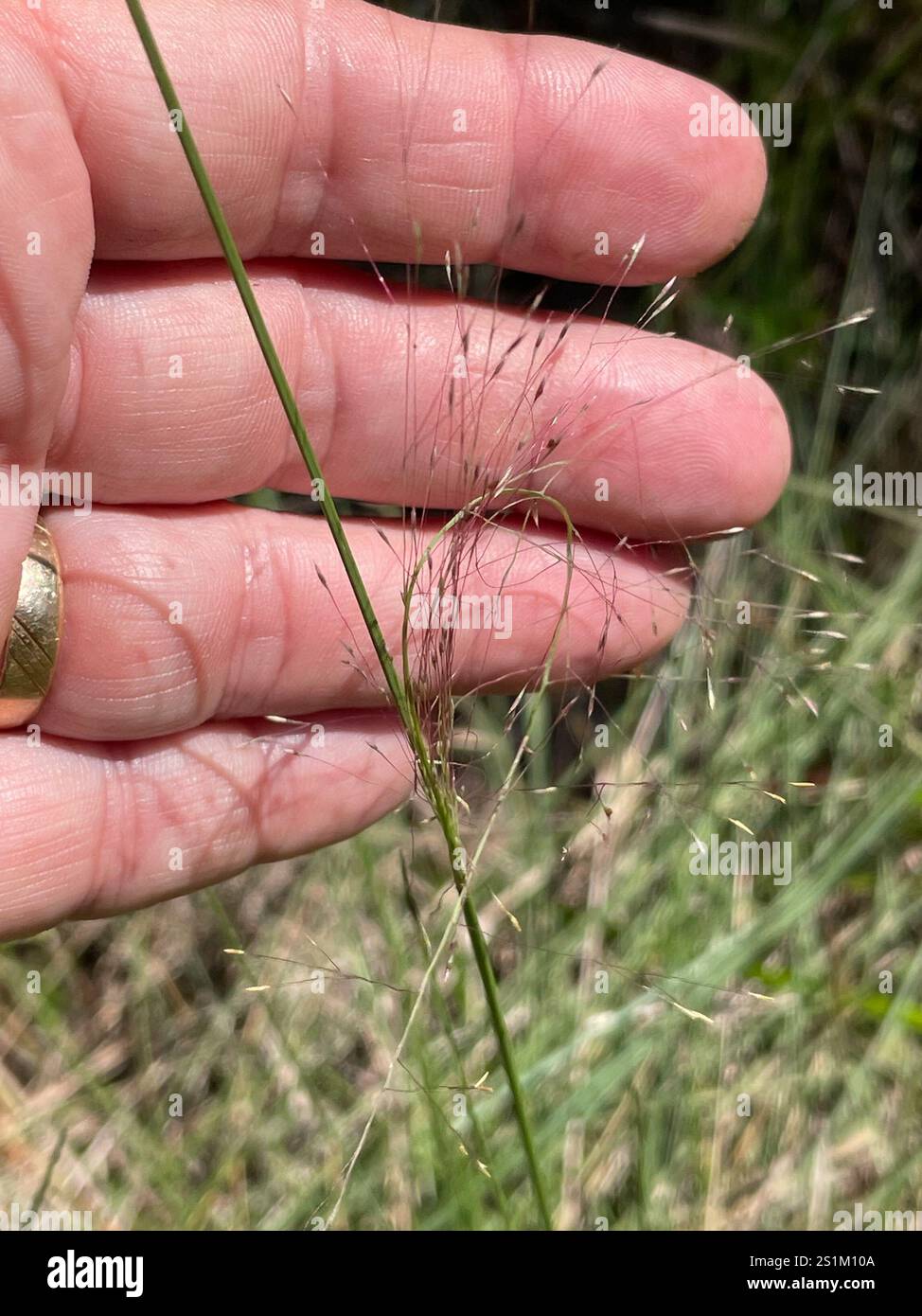 Muhlenbergia capillaris (Hairawn Muhly) Foto Stock