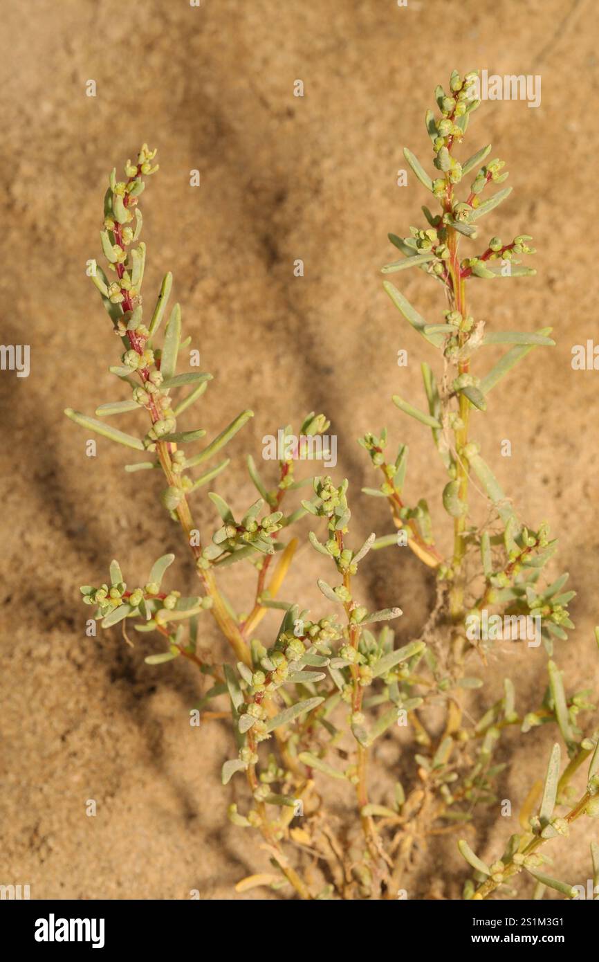 Alghe erbacee (Suaeda maritima) Foto Stock