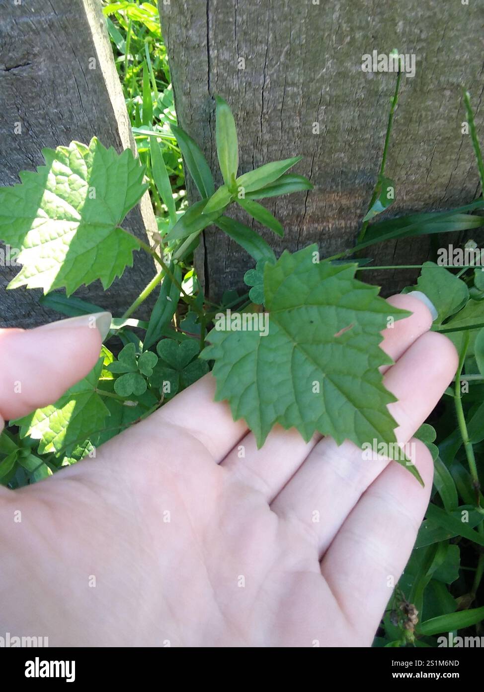 Muscadina (Vitis rotundifolia) Foto Stock