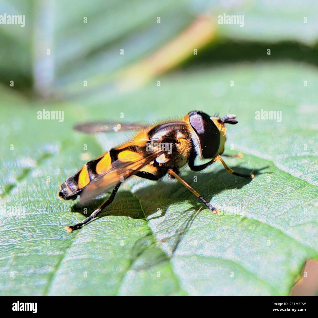 (Didea fasciata) Foto Stock