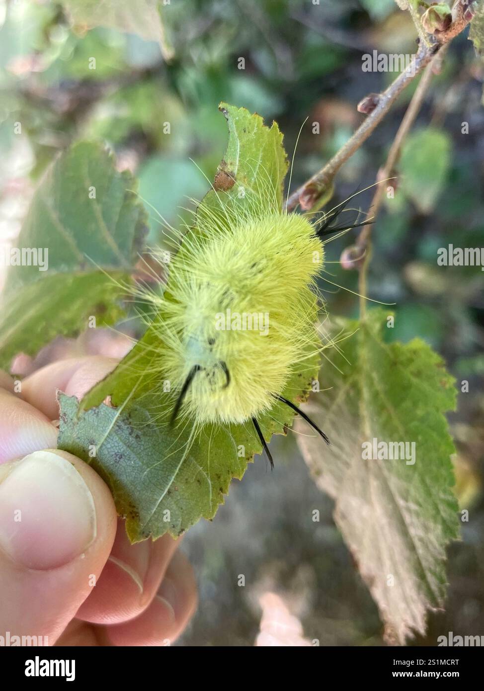 Pugnale americano (Acronicta americana) Foto Stock