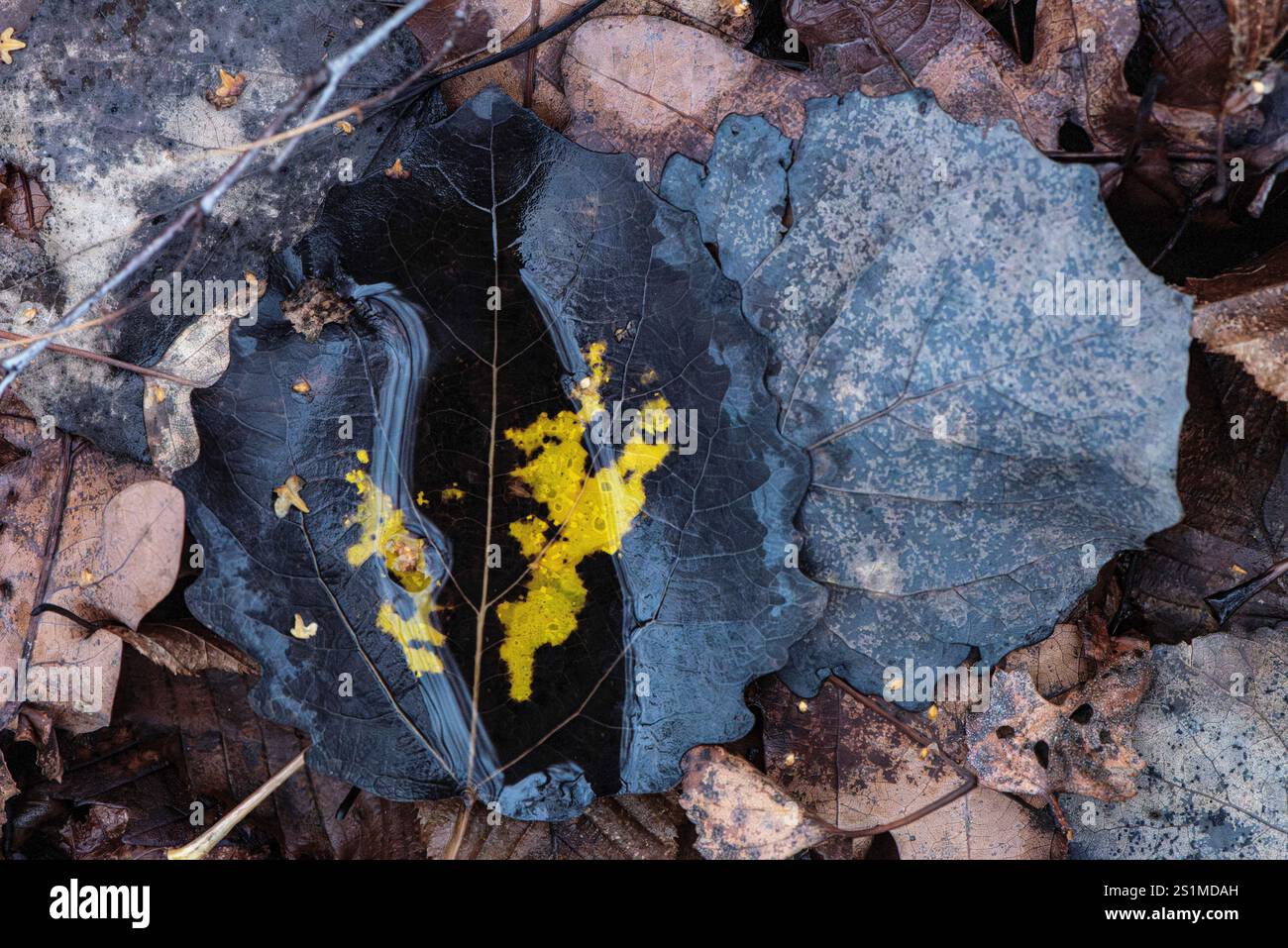 Primo piano artistico di foglie di sicomoro in decadenza (Acer pseudoplatanus) con fossa gialla vibrante (Myxomycetes) su un pavimento di foresta, che mostra la bellezza Foto Stock
