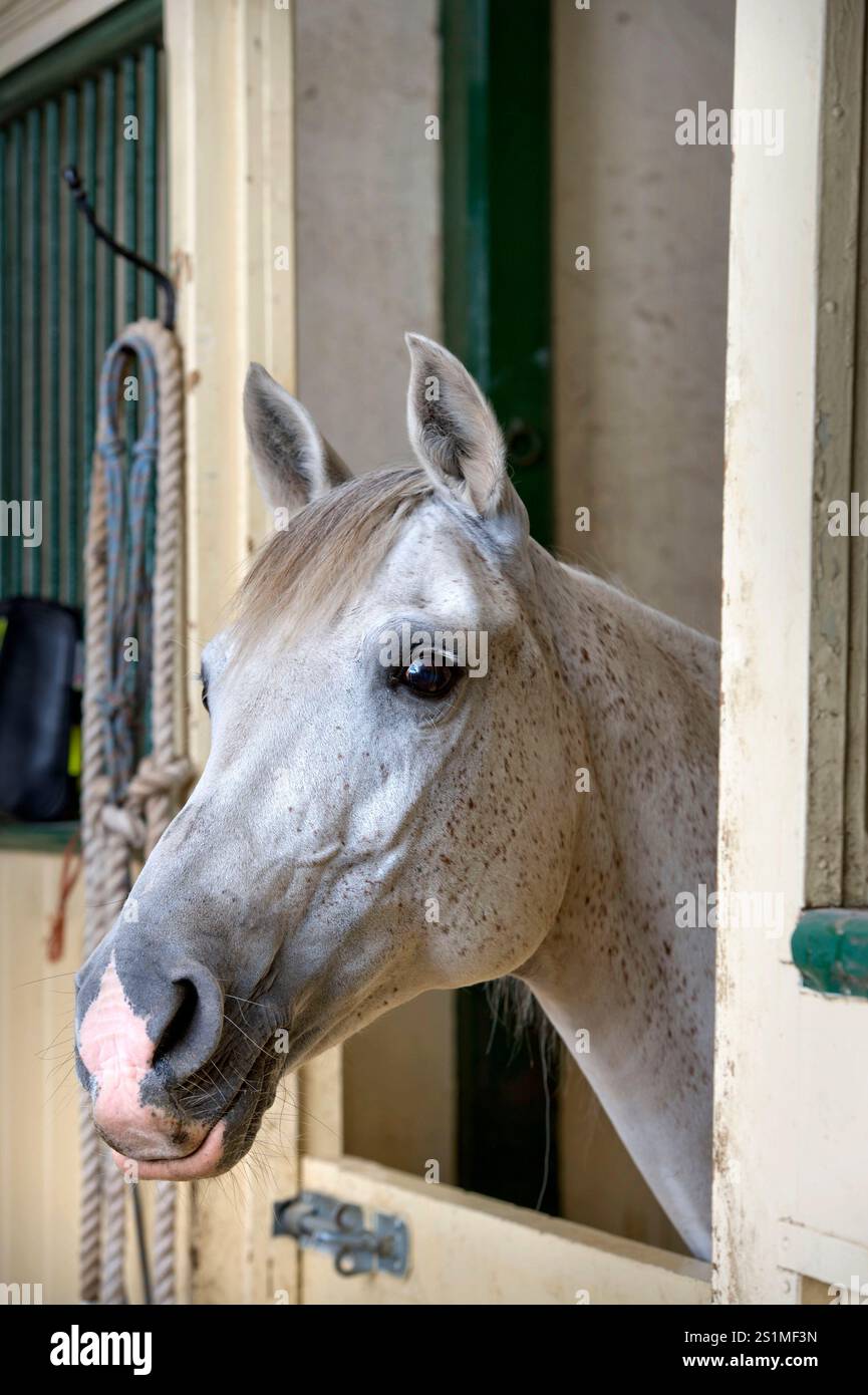 Un cavallo grigio in una stalla, Regno Unito. Foto Stock