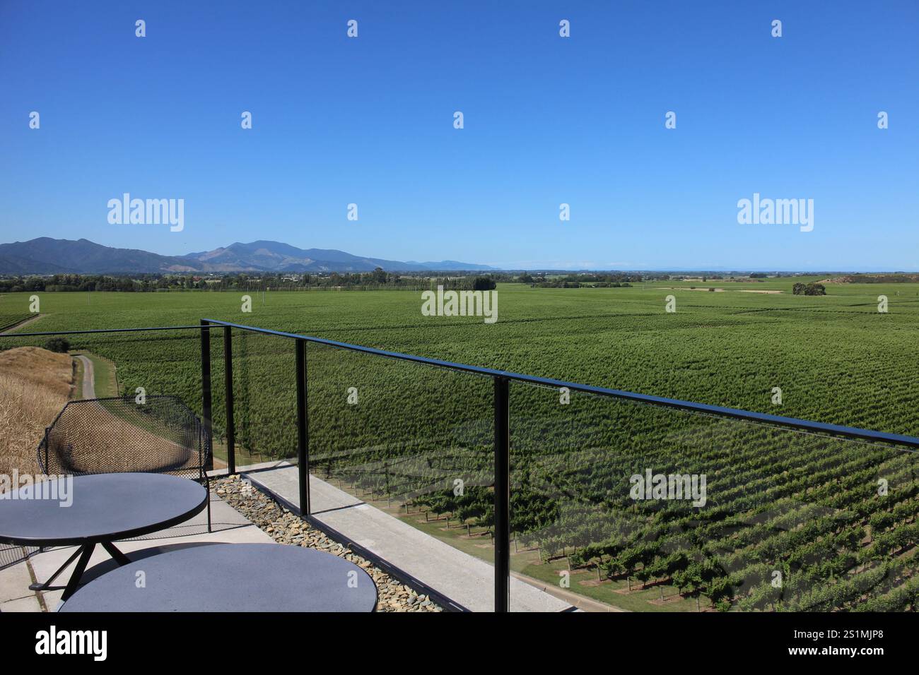 Campo del vino a Blenheim, Nuova Zelanda Foto Stock
