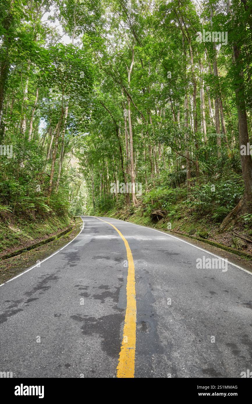 Strada nella Bohol Mahogany Forest conosciuta anche come Bilar Man Made Forest, Bohol Island, Filippine. Foto Stock
