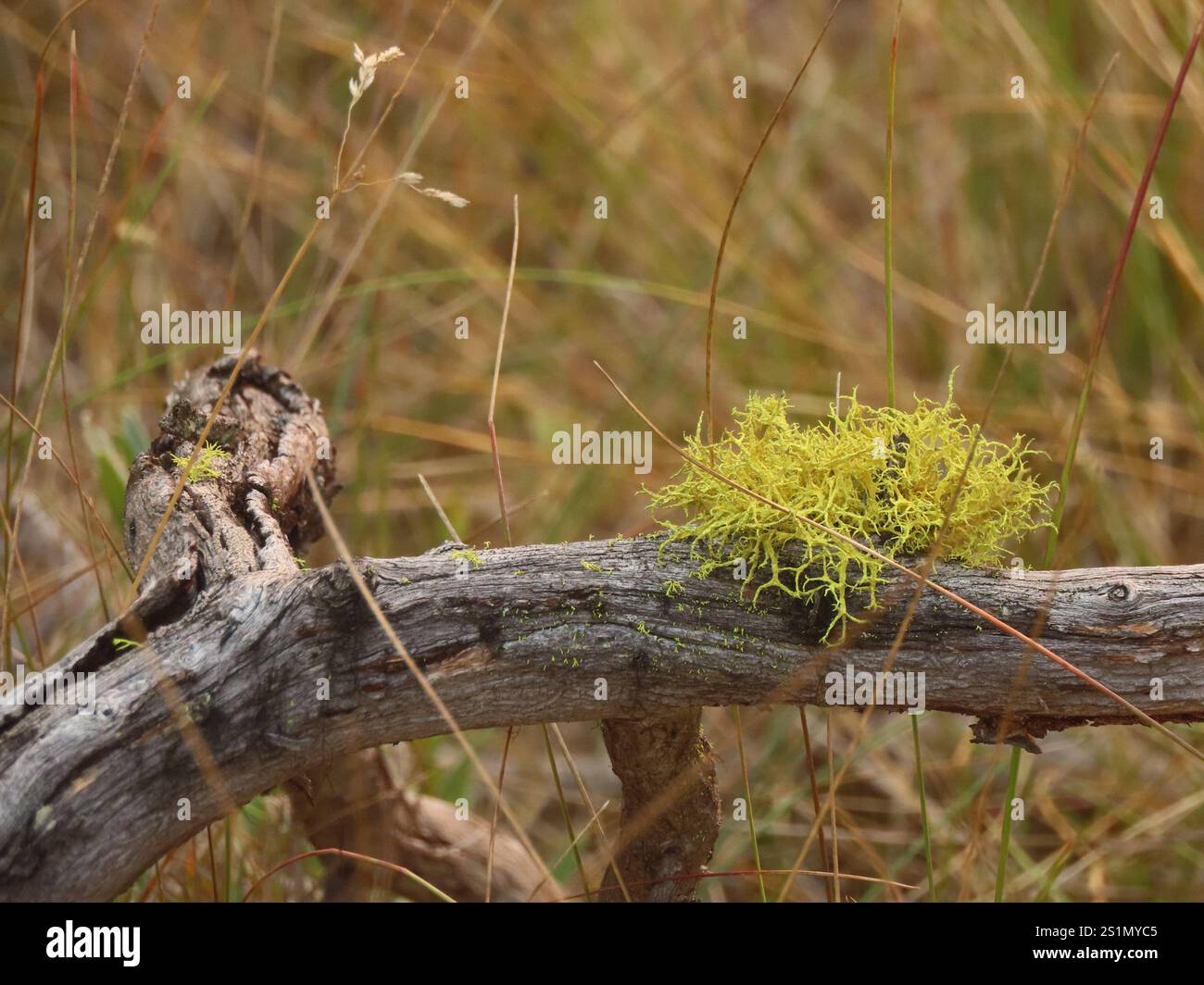 Lichene di lupo (Letharia vulpina) Foto Stock