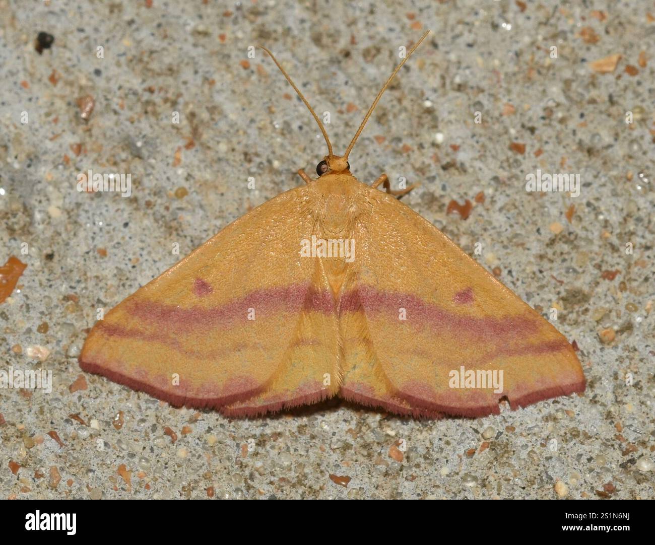 Chickweed Geometer Moth (Haematopis grataria) Foto Stock