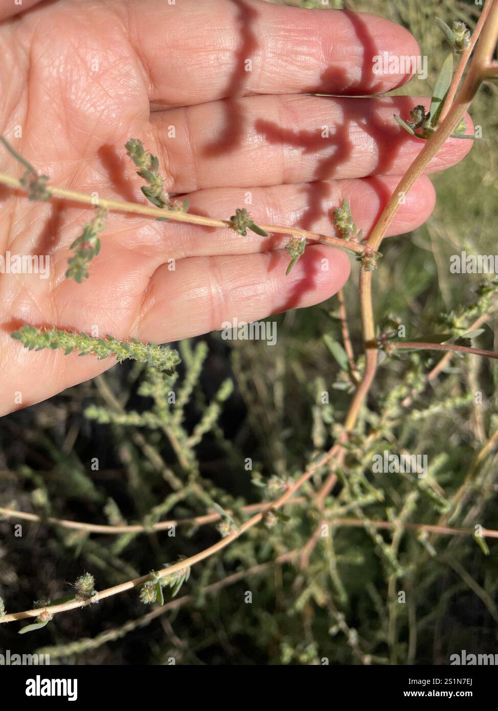 Fivehorn smotherweed (Bassia hyssopifolia) Foto Stock