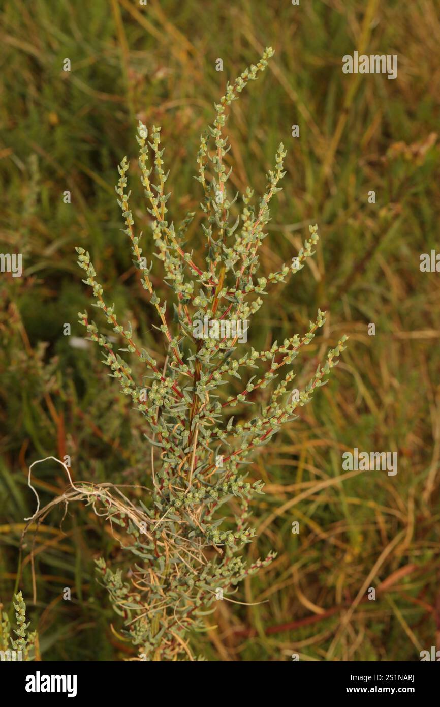 Alghe erbacee (Suaeda maritima) Foto Stock