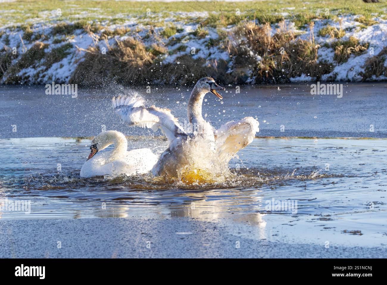 I cigni silenziosi, Cygnus olor, si tuffano nella calda luce dell'alba con movimenti selvaggi nell'acqua, producendo una cortina di goccioline d'acqua Foto Stock