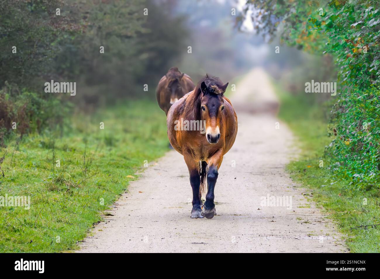 Primo piano del pony Exmoor, Equus ferus caballus, a Schinkelbos, parte di Amsterdamse Bos, che cammina su un sentiero semi-lastricato che scompare verso l'orizzonte tra la Foto Stock