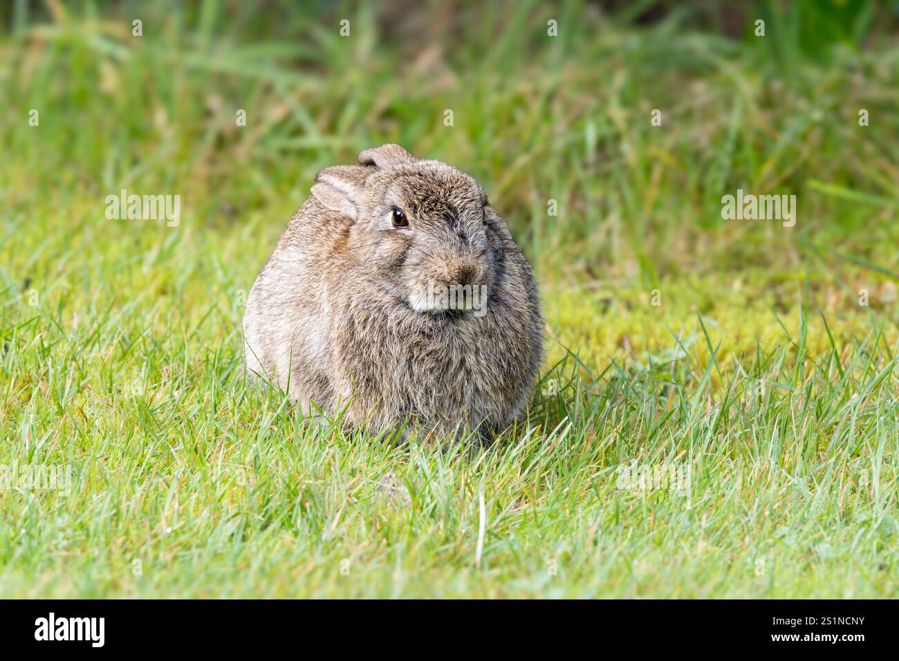 Primo piano di un coniglio selvatico, Oryctolagus cuniculus, che giace tranquillamente nell'erba con le gambe sotto il corpo e le orecchie rilassate con un occhio luminoso focalizzato sul fotogra Foto Stock