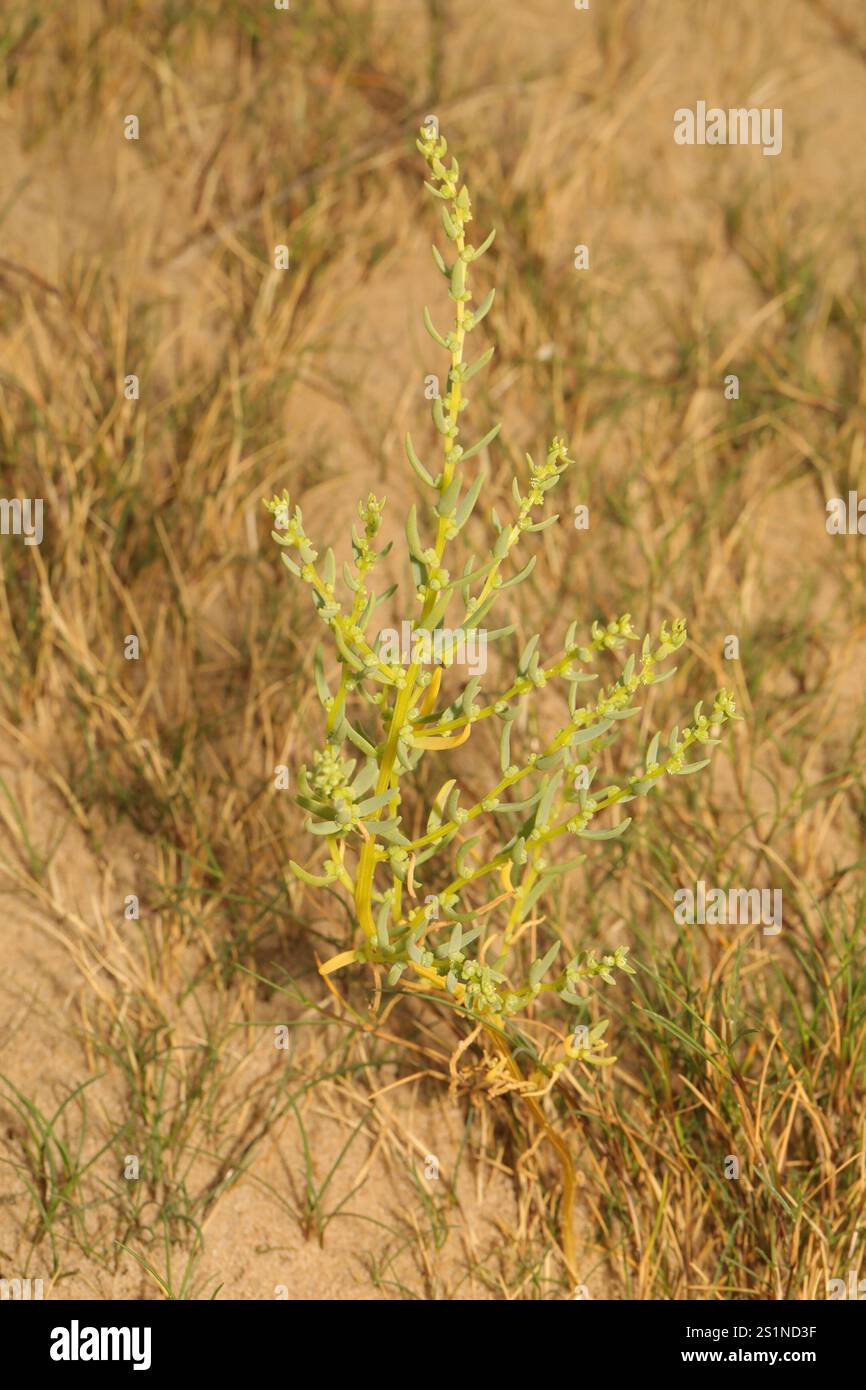 Alghe erbacee (Suaeda maritima) Foto Stock