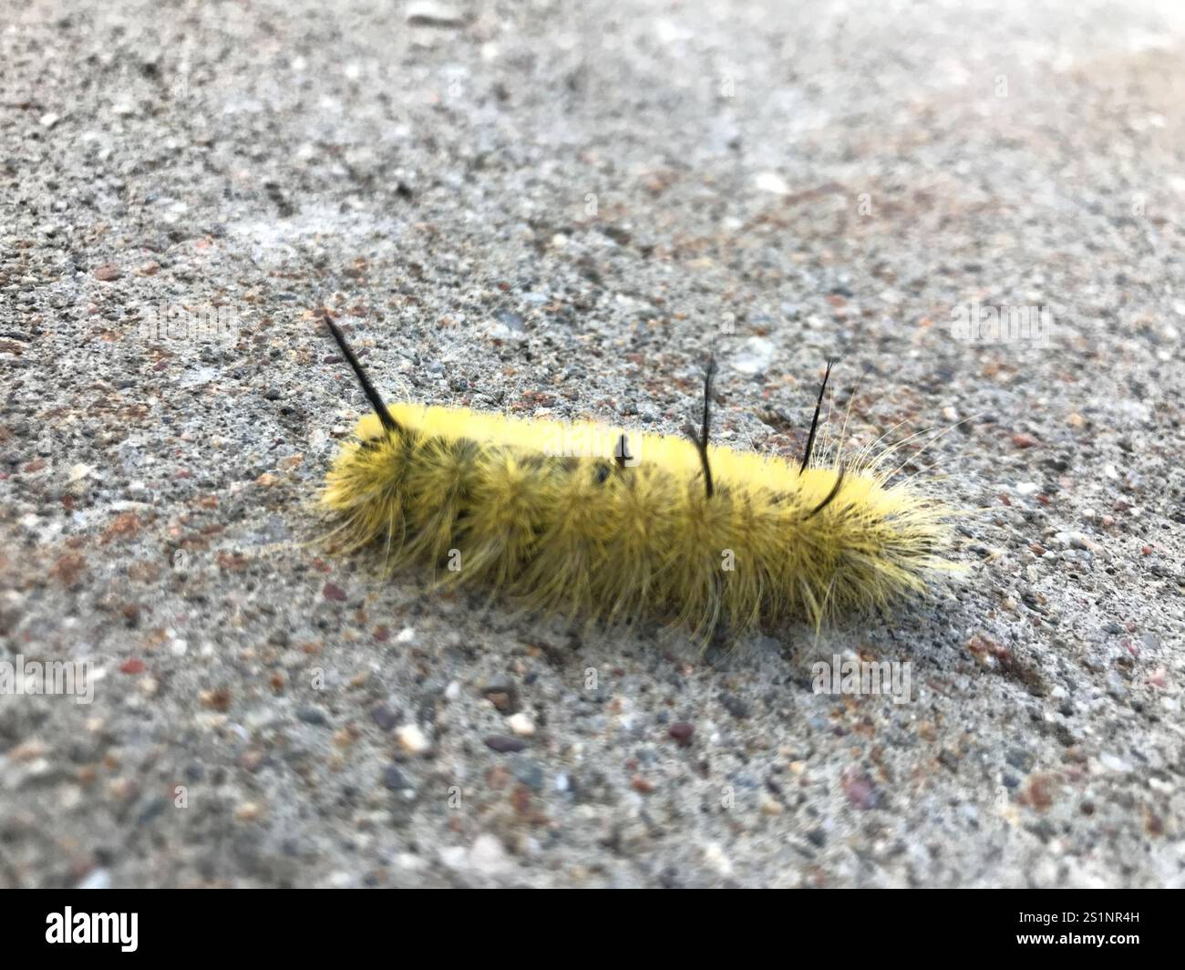 Pugnale americano (Acronicta americana) Foto Stock